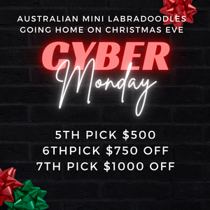 Mini Australian Labradoodle Christmas Eve Litter